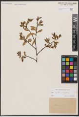 Salix aurita L. x Salix silesiaca Willd.